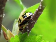 Vierzehnpunkt Marienkäfer, Propylea quatuordecimpunctata