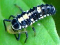 Vierzehnpunkt Marienkäfer, Propylea quatuordecimpunctata