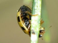 Vierzehnpunkt Marienkäfer, Propylea quatuordecimpunctata