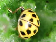 Vierzehnpunkt Marienkäfer, Propylea quatuordecimpunctata