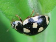 Vierzehnpunkt Marienkäfer, Propylea quatuordecimpunctata