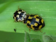 Vierzehnpunkt Marienkäfer, Propylea quatuordecimpunctata