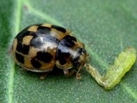 Vierzehnpunkt Marienkäfer, Propylea quatuordecimpunctata