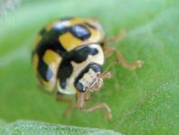 Vierzehnpunkt Marienkäfer, Propylea quatuordecimpunctata