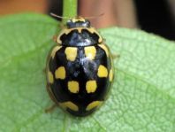 Vierzehnpunkt Marienkäfer, Propylea quatuordecimpunctata