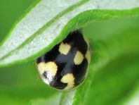 Vierzehnpunkt Marienkäfer, Propylea quatuordecimpunctata