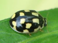 Vierzehnpunkt Marienkäfer, Propylea quatuordecimpunctata