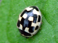 Vierzehnpunkt Marienkäfer, Propylea quatuordecimpunctata