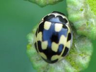 Vierzehnpunkt Marienkäfer, Propylea quatuordecimpunctata