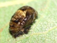 Vierzehnpunkt Marienkäfer, Propylea quatuordecimpunctata