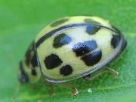 Vierzehnpunkt Marienkäfer, Propylea quatuordecimpunctata