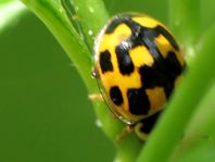 Vierzehnpunkt Marienkäfer, Propylea quatuordecimpunctata