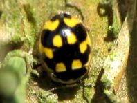 Vierzehnpunkt Marienkäfer, Propylea quatuordecimpunctata