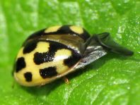 Vierzehnpunkt Marienkäfer, Propylea quatuordecimpunctata