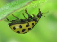 Zweiundzwanzigpunkt Marienkäfer, Psyllobora vigintiduopunctat