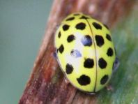 Zweiundzwanzigpunkt Marienkäfer, Psyllobora vigintiduopunctat