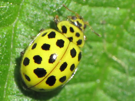 Zweiundzwanzigpunkt-Marienkäfer, Psyllobora vigintiduopunctata