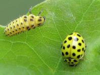 Zweiundzwanzigpunkt Marienkäfer, Psyllobora vigintiduopunctat