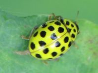 Zweiundzwanzigpunkt Marienkäfer, Psyllobora vigintiduopunctat