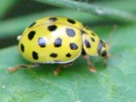 Zweiundzwanzigpunkt Marienkäfer, Psyllobora vigintiduopunctat