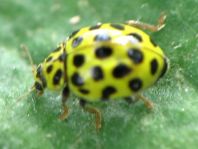 Zweiundzwanzigpunkt Marienkäfer, Psyllobora vigintiduopunctat