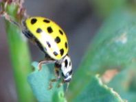 Zweiundzwanzigpunkt Marienkäfer, Psyllobora vigintiduopunctat