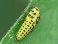 Zweiundzwanzigpunkt Marienkäfer, Psyllobora vigintiduopunctat