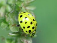 Zweiundzwanzigpunkt Marienkäfer, Psyllobora vigintiduopunctat