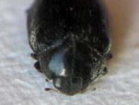 Scymnus nigrinus