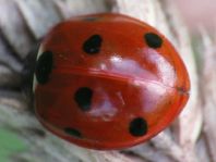 Siebenpunkt Marienkäfer, Coccinella septempunctata