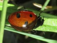 Siebenpunkt Marienkäfer, Coccinella septempunctata