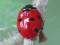 Siebenpunkt Marienkäfer, Coccinella septempunctata