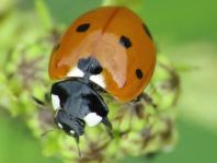 Siebenpunkt Marienkäfer, Coccinella septempunctata