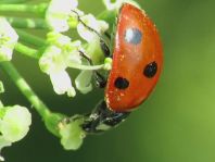 Siebenpunkt Marienkäfer, Coccinella septempunctata