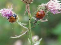 Siebenpunkt Marienkäfer, Coccinella septempunctata