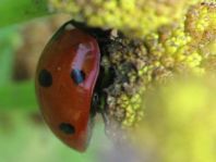 Siebenpunkt Marienkäfer, Coccinella septempunctata