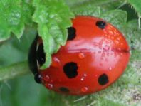 Siebenpunkt Marienkäfer, Coccinella septempunctata