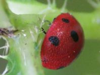 Siebenpunkt Marienkäfer, Coccinella septempunctata