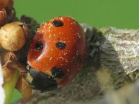 Siebenpunkt Marienkäfer, Coccinella septempunctata