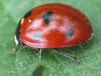 Siebenpunkt Marienkäfer, Coccinella septempunctata