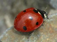 Siebenpunkt Marienkäfer, Coccinella septempunctata