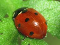 Siebenpunkt Marienkäfer, Coccinella septempunctata