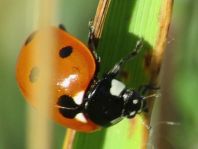 Siebenpunkt Marienkäfer, Coccinella septempunctata