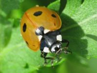 Siebenpunkt Marienkäfer, Coccinella septempunctata