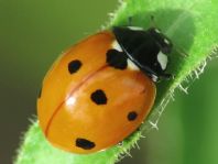 Siebenpunkt Marienkäfer, Coccinella septempunctata