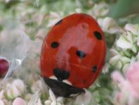 Siebenpunkt Marienkäfer, Coccinella septempunctata