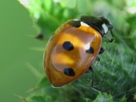 Siebenpunkt Marienkäfer, Coccinella septempunctata