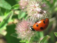 Siebenpunkt Marienkäfer, Coccinella septempunctata