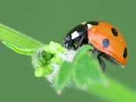 Siebenpunkt Marienkäfer, Coccinella septempunctata