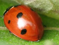 Siebenpunkt Marienkäfer, Coccinella septempunctata